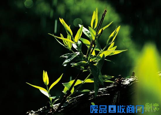 春暖花开 简单易学的花卉摄影用光技巧