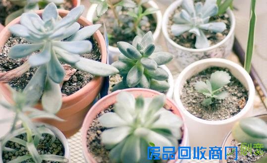懒的发了芽？教你多肉懒人法则