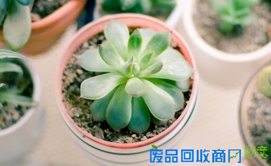 懒的发了芽？教你多肉懒人法则
