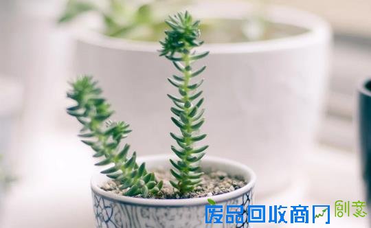 懒的发了芽？教你多肉懒人法则