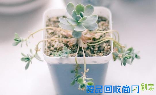 懒的发了芽？教你多肉懒人法则