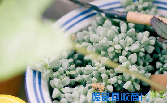 懒的发了芽？教你多肉懒人法则