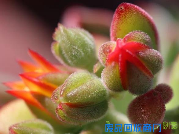 懒的发了芽？教你多肉懒人法则