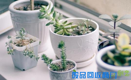懒的发了芽？教你多肉懒人法则