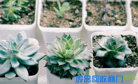 懒的发了芽？教你多肉懒人法则