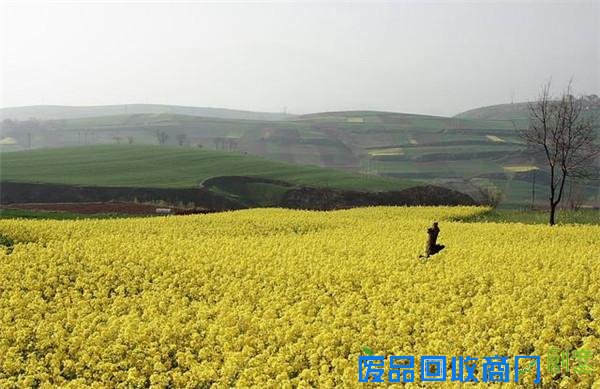 探秘现实中的白鹿原