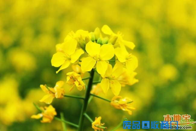 北京长沟油菜花怎么去及住宿美食