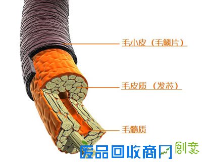 Beauty.真相｜椰子油是无所不能的美容佳品吗？