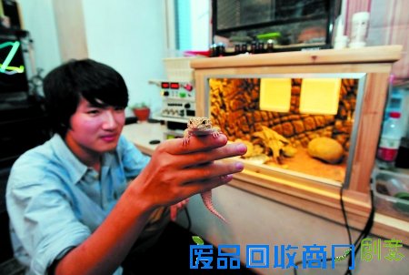 刘靖霆在恒温箱里养的蜥蜴 记者 吴珊 摄