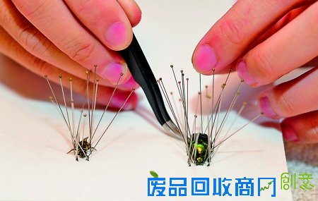 刘靖霆正在制作昆虫标本 记者 吴珊 摄