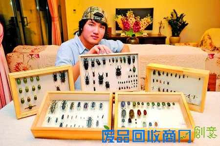 刘靖霆展示他收藏的昆虫标本 记者 吴珊 摄