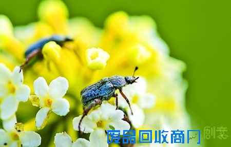 刘靖霆在野外拍的昆虫 受访者供图