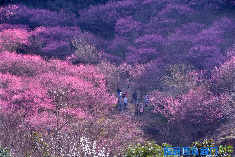 宁波多地开展文明出行 文明旅游主题活动 景美人更美
