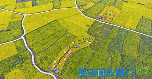 大美中国：鸟瞰花田
