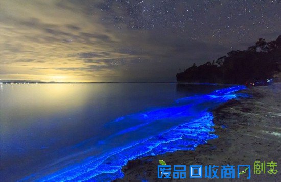 澳大利亚现蓝色荧光海滩唯美如奇幻世界