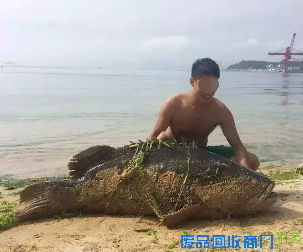 广东大龙趸被拖上岸时张着嘴浑身是土