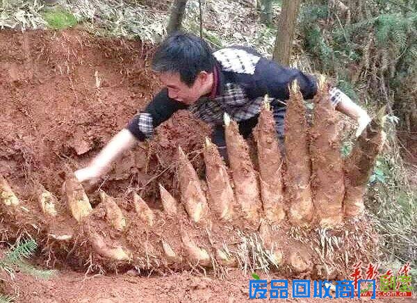 @邹水 这挖出来的不是笋，完全是火箭炮呀!这下该笑啦!@Hi都市报
