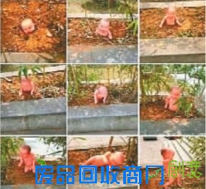 大学花坛里长出一排“婴儿” 女生被吓坏