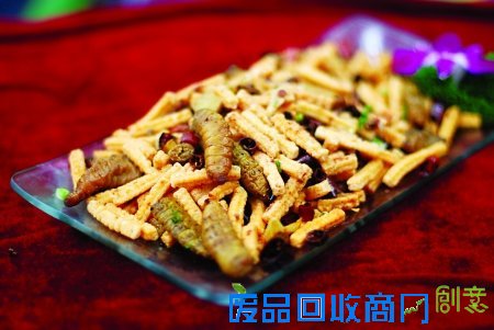 一只小昆虫身价几十万 阳彩臂金龟在渝现身