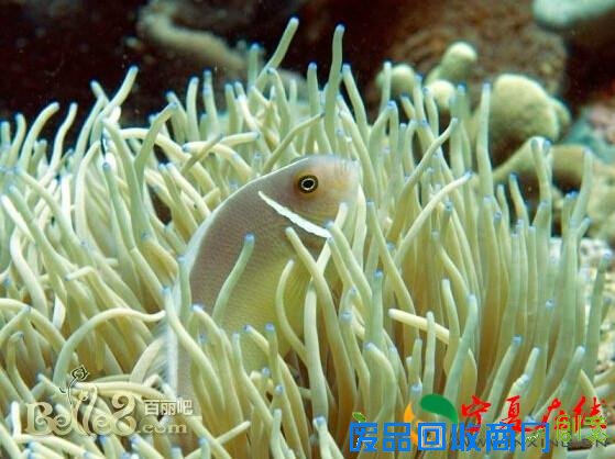 美图+攻略：细说菲律宾六大海岛