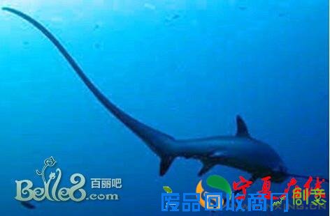 美图+攻略：细说菲律宾六大海岛