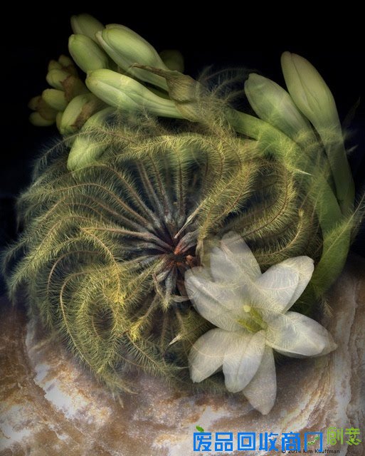观念摄影：花圃
