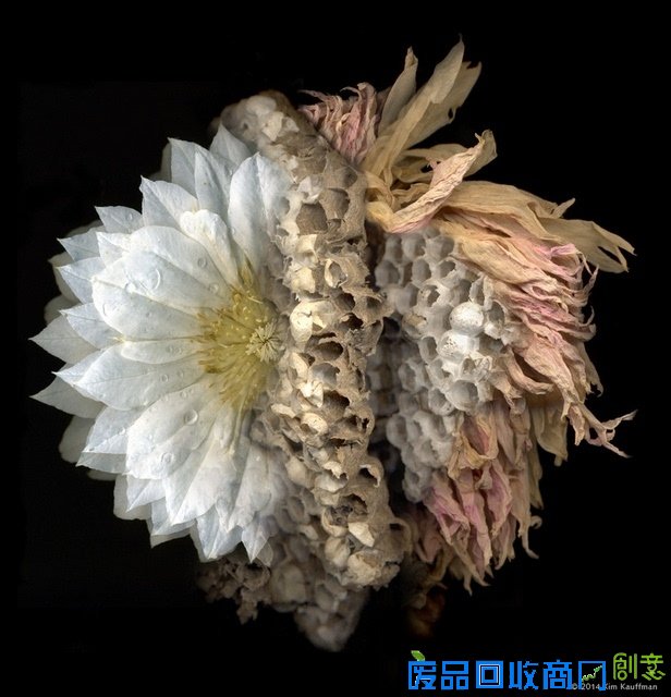 观念摄影：花圃
