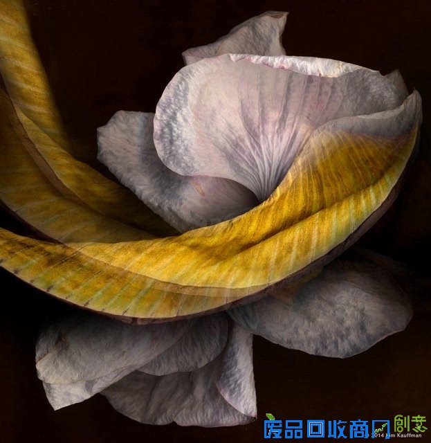 观念摄影：花圃