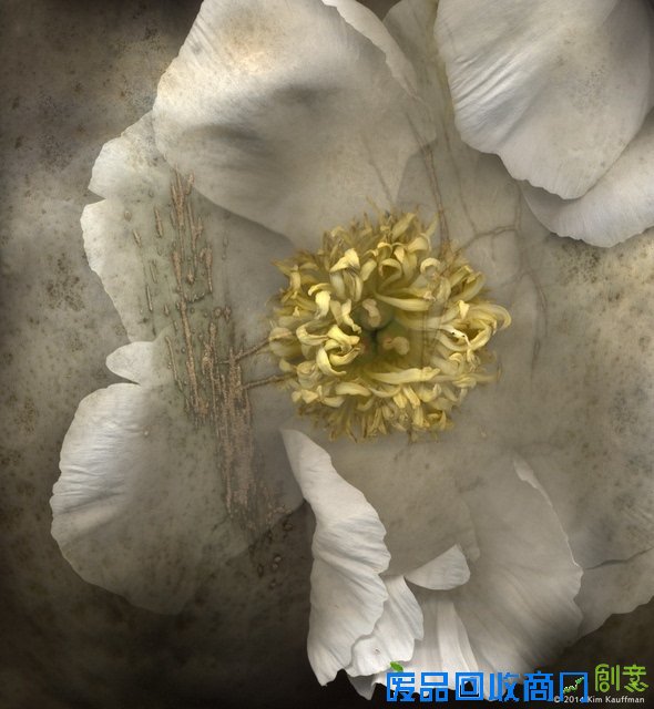 观念摄影：花圃