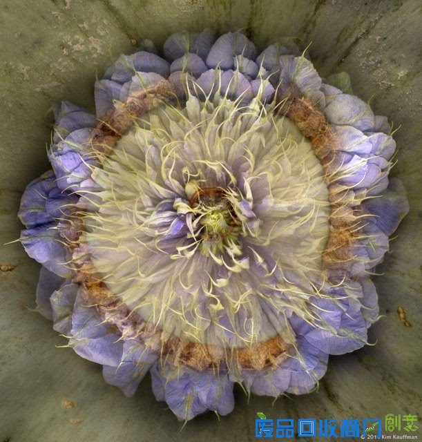 观念摄影：花圃