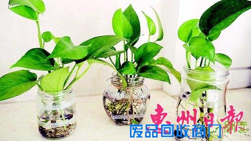 小诺和妈妈把废弃瓶子DIY成小花盆，废物利用。