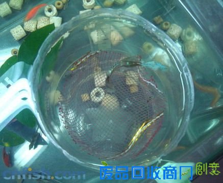 已补发成品照片-用可乐瓶做孔雀鱼繁殖盒-自制