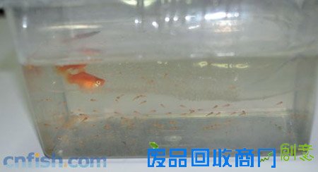 教你为小型卵胎生鱼制作繁殖隔离缸及心得分