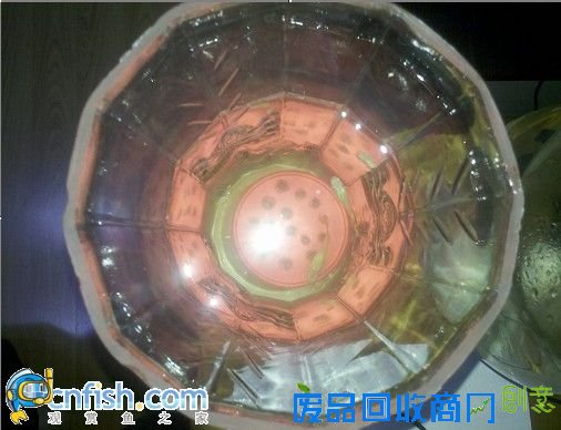 自制孔雀鱼繁殖器! - 新手上路 - 观赏鱼之家