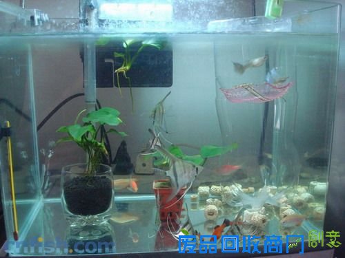 已补发成品照片-用可乐瓶做孔雀鱼繁殖盒-自制