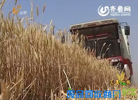 [视频]山东麦收全部结束 夏粮丰收已成定局