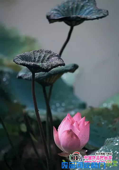 曼谷银银饰“花漾莲华”新品上市 做一朵情若莲花的女子