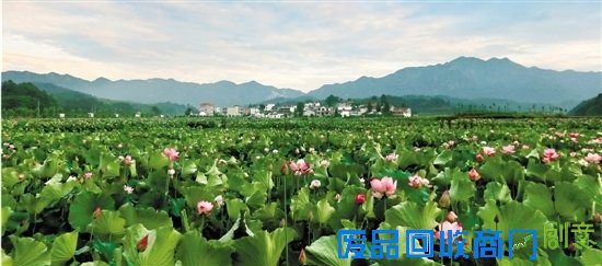 小暑神清夏日长 龙游天池：一朵花的生活态度