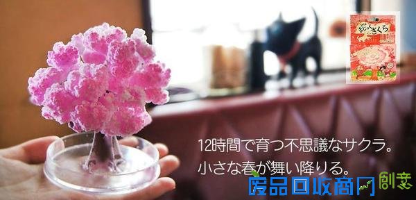 樱花季，不出门也有樱花陪伴你身边