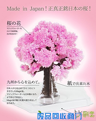 樱花季，不出门也有樱花陪伴你身边
