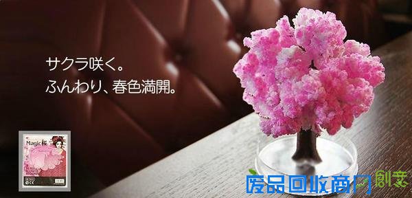 樱花季，不出门也有樱花陪伴你身边