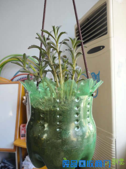 早知道塑料瓶养花种菜这么爽，还买什么花盆呢！