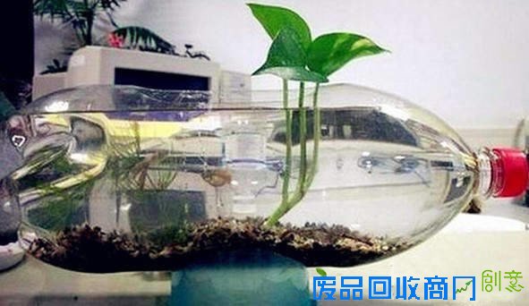 早知道塑料瓶养花种菜这么爽，还买什么花盆呢！