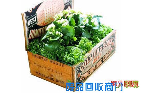 妙用盆栽摆出美居好风水