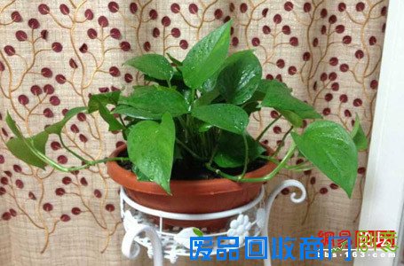 妙用盆栽摆出美居好风水