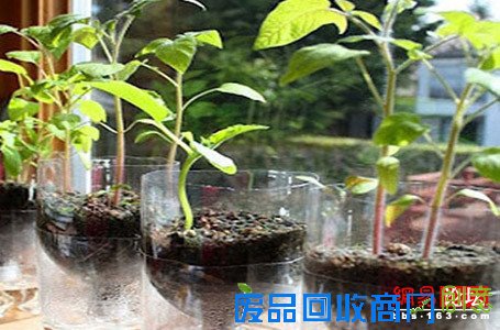 妙用盆栽摆出美居好风水