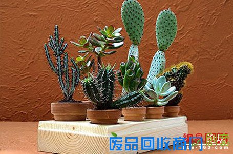 妙用盆栽摆出美居好风水