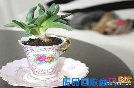 妙用盆栽摆出美居好风水