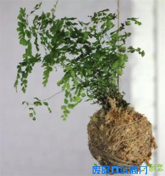 一个人在家可以DIY什么 利用废旧品打造创意小花园