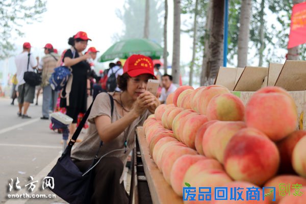 北方网网友赴八台港蟠桃宴 看8800元桃王诞生